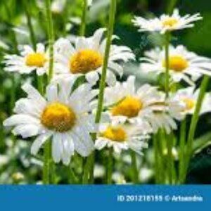 Meet your Posher, Arlene